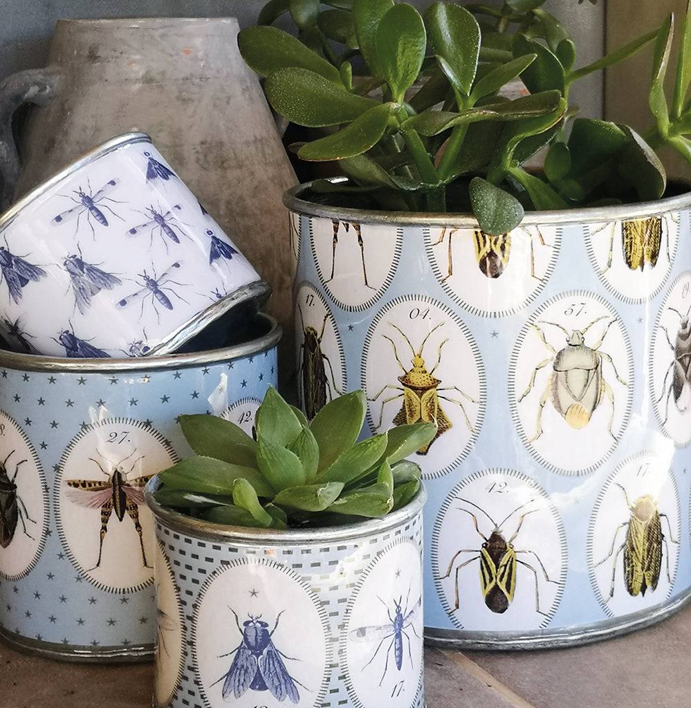 Small blue bug tin