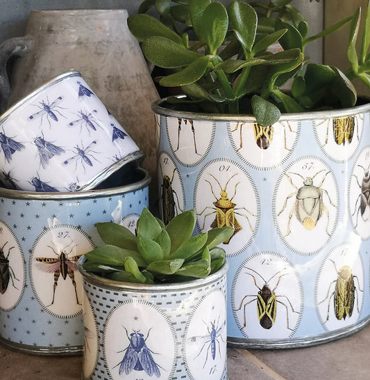Medium sized bug tin